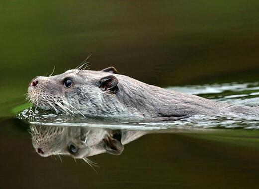 Otter swimming