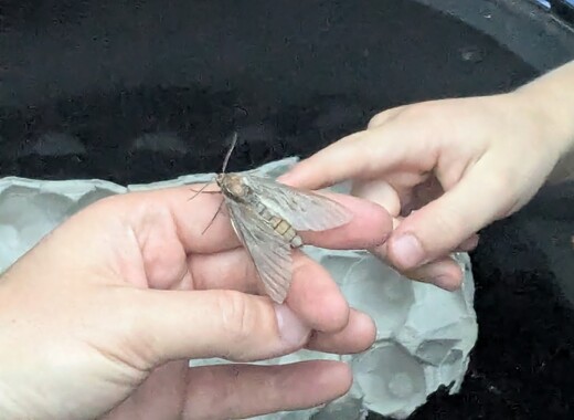 NatureLate 27June2025 NL23 Moth Night 3