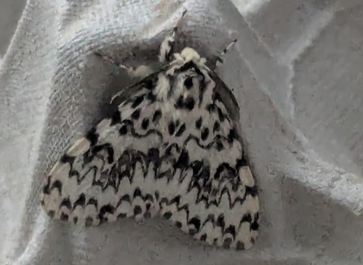 NatureLate 27June2025 NL23 Moth Night 1