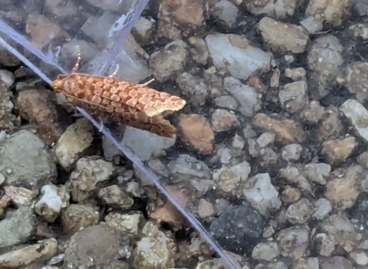 NatureLate 27June2025 NL23 Moth Night 5